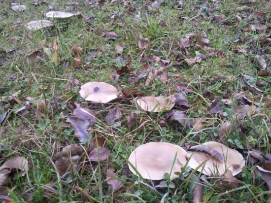 Povabnica Dvojfarebna