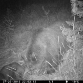 Medvedica s potomstvom