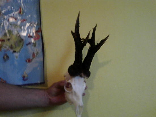 gigant medzy srncami