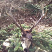 Česť jeho pamiatke