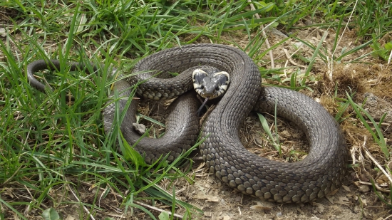 Užovka obojková (Natrix natrix)