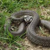 Užovka obojková (Natrix natrix)