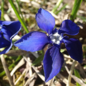 Horec jarný (Gentiana verna)