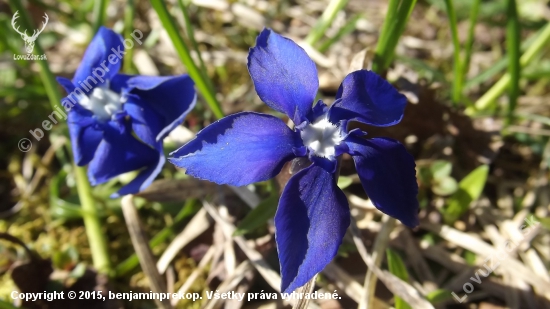 Horec jarný (Gentiana verna)