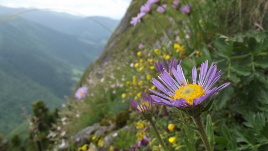 Astra alpínska (Aster alpinus)