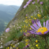 Astra alpínska (Aster alpinus)