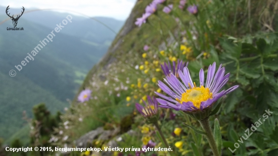 Astra alpínska (Aster alpinus)