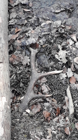 Nadočníkový desatorák