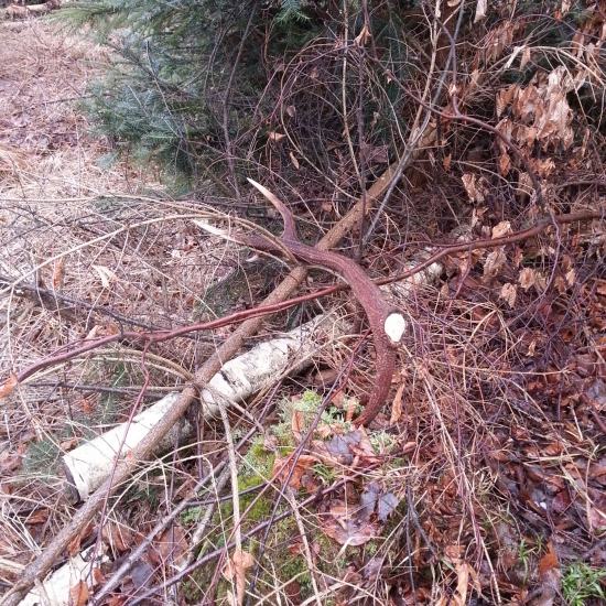 Neskôr druhý do páry (1/2)