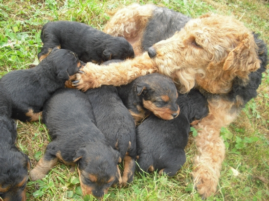 trojtýždňové welšíky