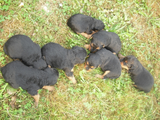 Krtkovia ? :-) budúci brlohári