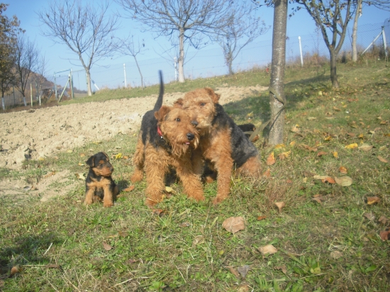 Zamilované welšíky :-)