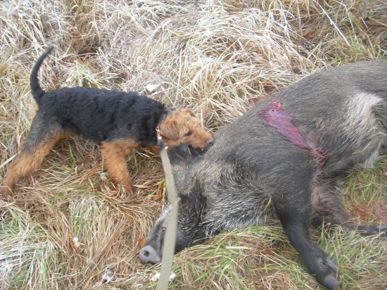 Na spoločnej polovacke