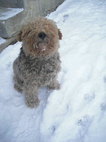 Velš v zimnej úprave :-))