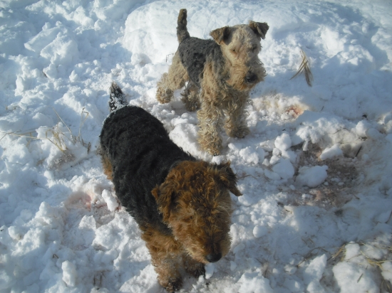 Na zbytkoch asi vlčej hostiny