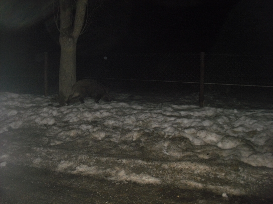 Diviaky pri hlavnej ceste Pčoliné-Snina