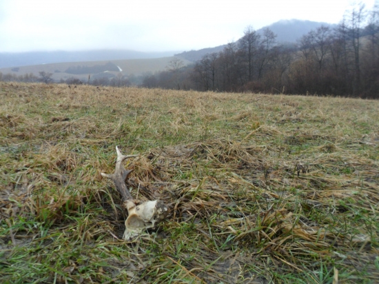 asi NEDOHĽADANÝ ! ! !