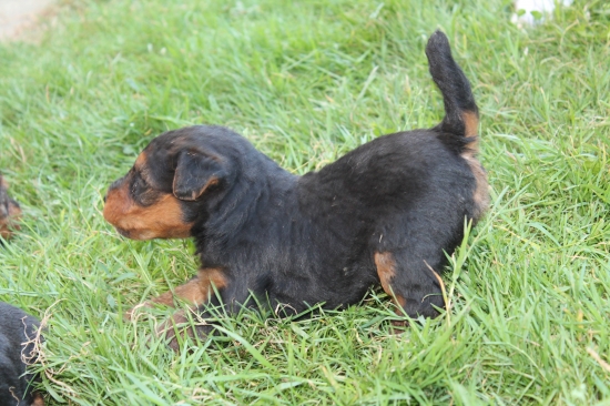 Akej som rasy ? uhádnete ?