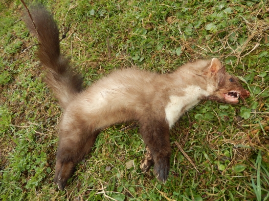 Kuna skalna či hôrna ?