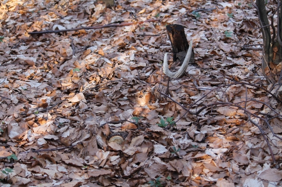 Minuloročný-10-torák - 2,3 kg