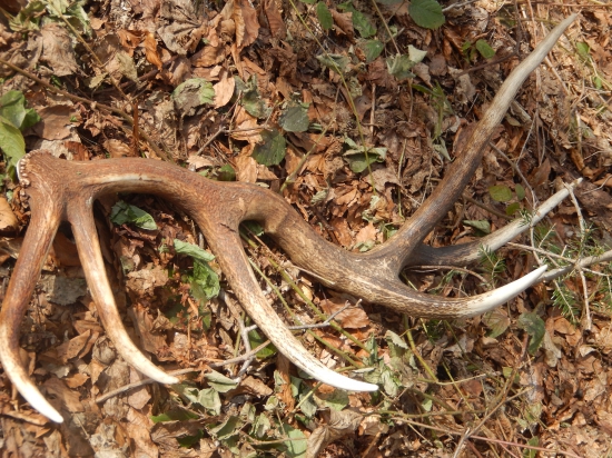 Konečne z Pčolinského chotára