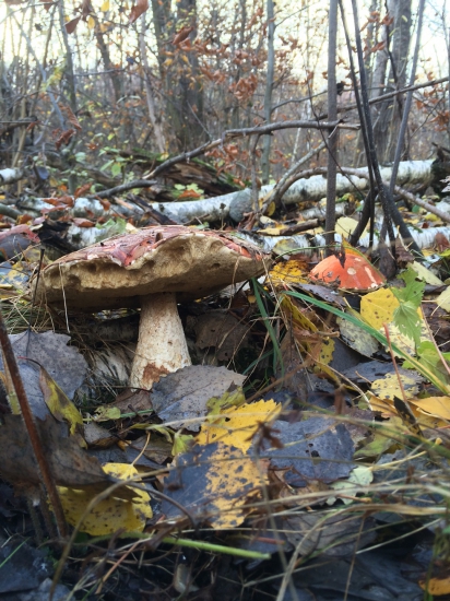 Minulý týžden ešte rástli..