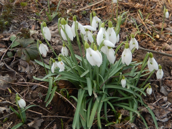 snežienky už aj u nás