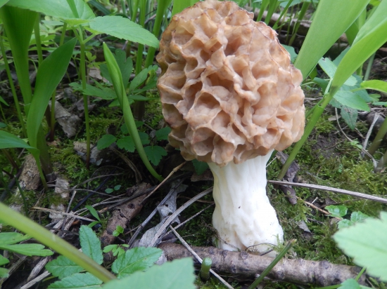 Smaržle ešte rastú