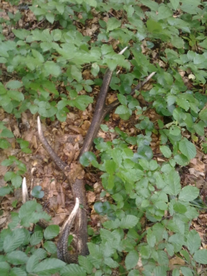 Hladam prvé hríbiky a nájdem toto