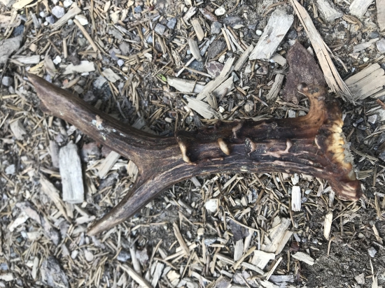 Hríby neboli len zhodík