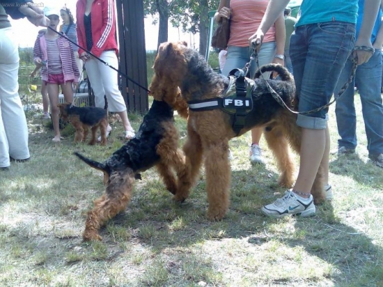 welš a airedale terrier