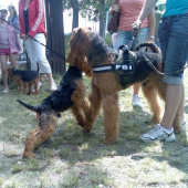 welš a airedale terrier