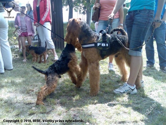 welš a airedale terrier