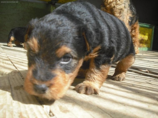 trojtýždňove welšíky