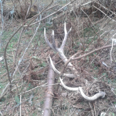 zabudnutý 14torak