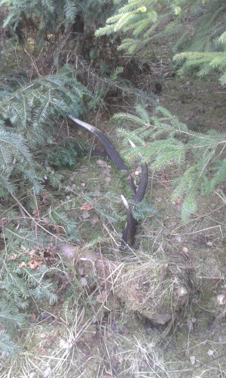 Kamarâtov Minuloročny osmorák