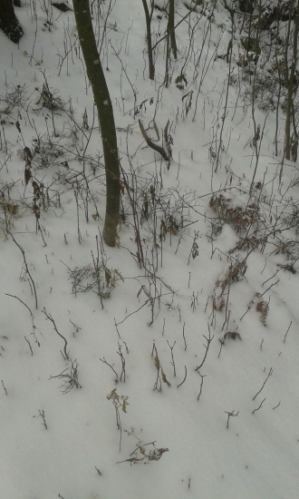 Minuloročni 12torak pod snehom