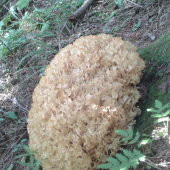 strapačka