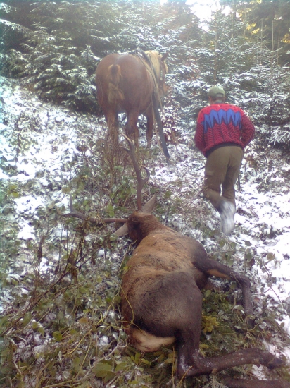 aj takto sa dopravuju ulovky