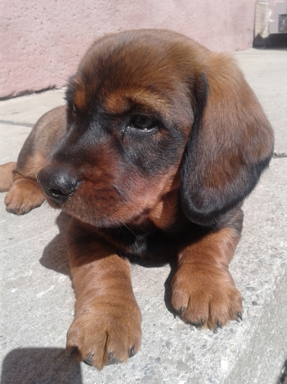 Dracul z Nizkych Beskyd