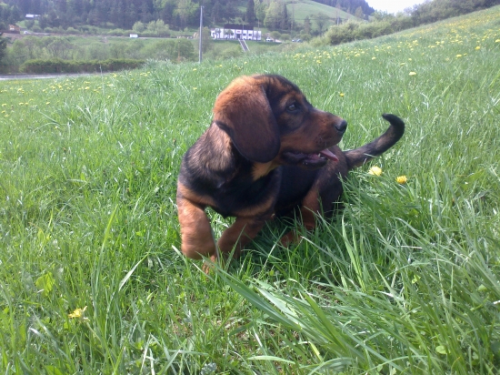 Dracul z Nizkych Beskyd