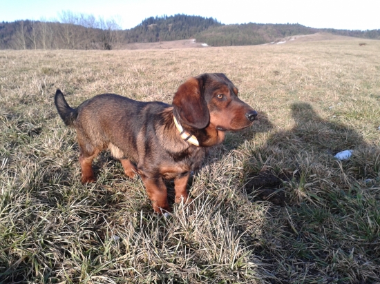 Dracul z Nizkych Beskyd