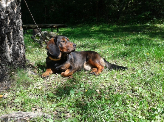 Dracul z Nizkych beskyd