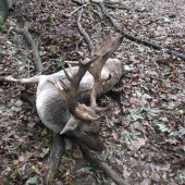 Môj prvy daniel 3,84kg