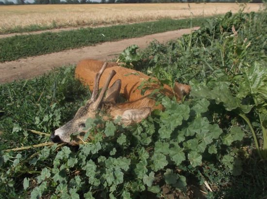 srnčia ruja 2016