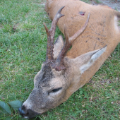 včerejší stařík