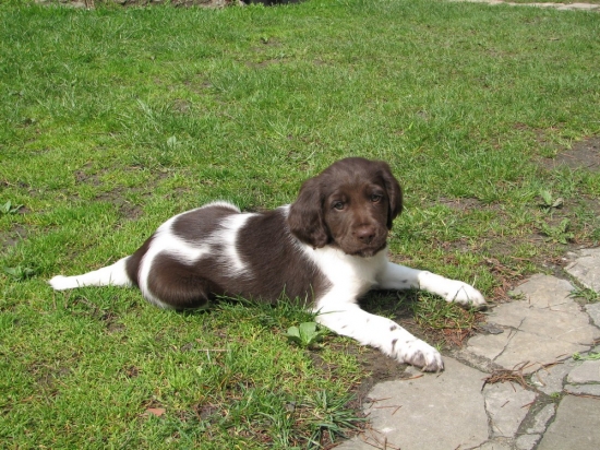 Nový přírustek do rodiny.8 týd.