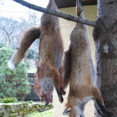 Úspěšný lov,během 2 hod.