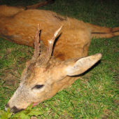 Druhý letošní stařešina