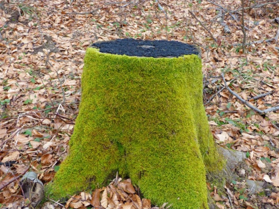 Peň